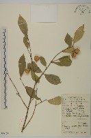 大果衛矛藏品圖，第1張