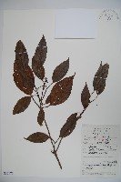 高山莢迷藏品圖，第1張