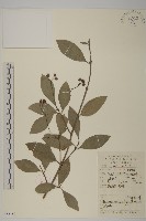 中國衛矛藏品圖，第1張