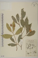 大果衛矛藏品圖，第1張