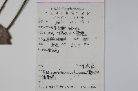 香冬青藏品圖，第2張