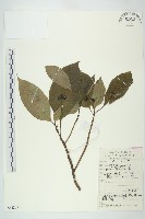 青莢葉藏品圖，第1張