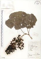 山桐子藏品圖，第1張