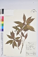 馬醉木藏品圖，第1張