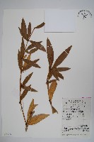 安徽小蘗藏品圖，第1張