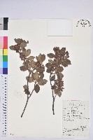 燈籠花藏品圖，第1張