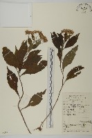 山白蘭藏品圖，第1張