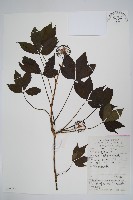 五加藏品圖，第1張