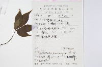 五加藏品圖，第2張