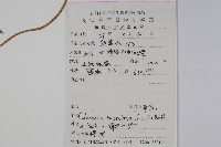 羊乳、四葉參藏品圖，第2張