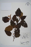 青榨槭藏品圖，第1張