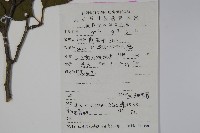 大柄冬青藏品圖，第2張