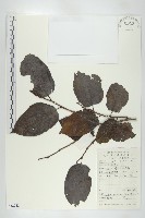 浙江柿藏品圖，第1張