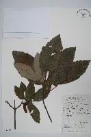 三葉毛柄槭藏品圖，第1張