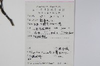 扇葉槭藏品圖，第2張