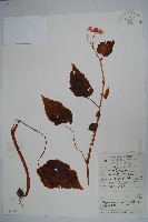 秋海棠藏品圖，第1張