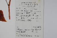 秋海棠藏品圖，第2張