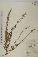 牡蒿藏品圖，第1張