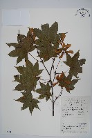 扇葉槭藏品圖，第1張