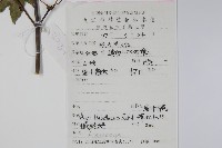 扇葉槭藏品圖，第2張