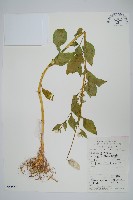 青葙藏品圖，第1張