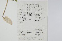 青葙藏品圖，第2張