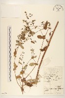 苦實菜藏品圖，第1張