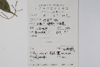 三峽槭藏品圖，第2張