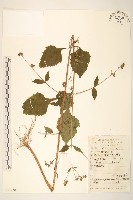 毛梗豨薟藏品圖，第1張