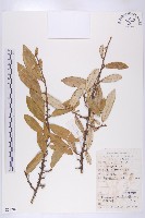 胡頹子藏品圖，第1張