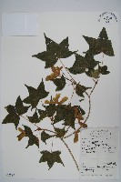 元寶楓, 地錦槭藏品圖，第1張