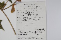 元寶楓, 地錦槭藏品圖，第2張