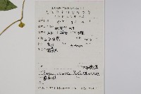 明萼草藏品圖，第2張