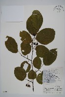 八角楓、瓜木藏品圖，第1張