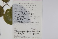 八角楓、瓜木藏品圖，第2張