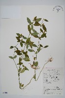 爵床、六角英藏品圖，第1張