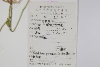 爵床、六角英藏品圖，第2張