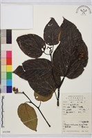 毛果枳椇藏品圖，第1張