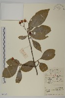 厚葉衛矛, 源一木藏品圖，第1張