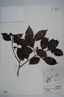 中型冬青藏品圖，第1張