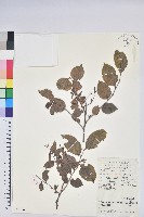 米飯花藏品圖，第1張