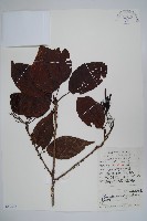 江南榿木藏品圖，第1張