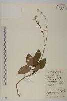 阿里山鬼督郵藏品圖，第1張