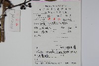 鐵冬青藏品圖，第2張