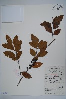 四川冬青藏品圖，第1張