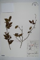 密毛假黃楊藏品圖，第1張