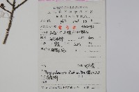 密毛假黃楊藏品圖，第2張