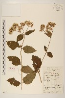 華澤蘭藏品圖，第1張