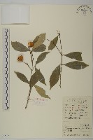 大果衛矛藏品圖，第1張