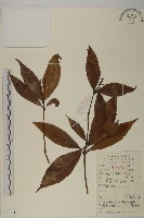 草珊瑚、紅果金粟蘭藏品圖，第1張